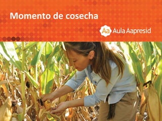 Momento de cosecha
 