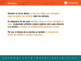 Siembra
 