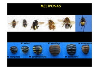 MELIPONAS




               M. asilvai                  M. mondury                M. mandacaia




M. marginata           M. quadrifasciata                M. scutellaris
 