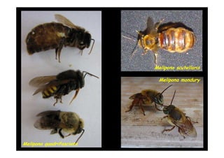 Melipona scutellaris

                           Melipona mondury




Melipona quadrifasciata
 
