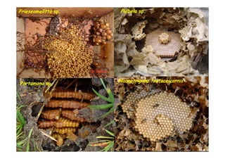 Frieseomelitta sp.
               sp.   Plebeia sp.
                             sp.




                     Nannotrigona testaceicornis
Partamona sp.
          sp.
 