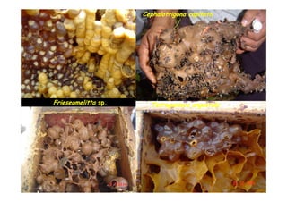 Cephalotrigona capitata




Frieseomelitta sp.
               sp.     Tetragonisca angustula
 