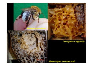 Melipona scutellaris




                                    Tetragonisca angustula




                       Nannotrigona testaceicornis
 