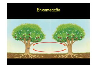 Enxameação
 