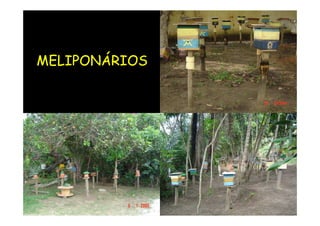 MELIPONÁRIOS
 