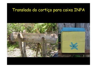 Translado do cortiço para caixa INPA
 