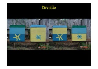 Divisão
 