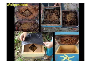 Meliponíneos
 