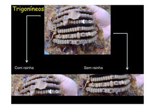 Trigoníneos




Com rainha    Sem rainha
 