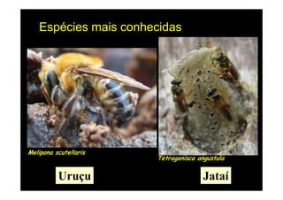 Espécies mais conhecidas




Melipona scutellaris
                       Tetragonisca angustula


          Uruçu                       Jataí
 