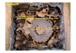 Mandaçaia



        12 a 15 cm




                     7 a 10 cm
 