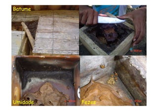 Batume




Umidade   Fezes
 