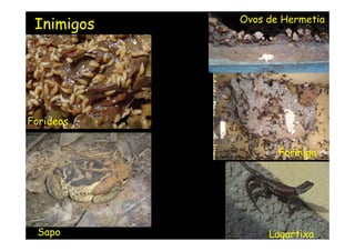 Ovos de Hermetia
 Inimigos




Forideos


                   Formiga




 Sapo            Lagartixa
 
