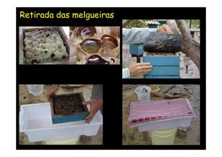 Retirada das melgueiras
 