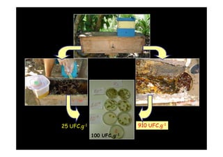 25 UFC.g-1                      910 UFC.g-1
             100 UFC.g-1
               Valor adequado
 