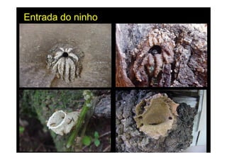 Entrada do ninho
 