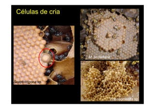 Células de cria




                   M. scutellaris




Scaptotrigona sp



                                    Frieseomelitta sp
 