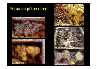 Potes de pólen e mel


                       Frieseomelitta sp




 T. angustula




                       M. scutellaris




 T. angustula
                       M. scutellaris
 