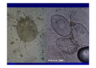 Ahid et al., 2006
 