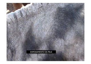 ESPESSAMENTO DA PELE
 