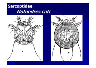 Notoedres catiNotoedres cati
SarcoptidaeSarcoptidae
 