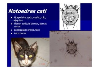 Notoedres catiNotoedres cati
Hospedeiro: gato, coelho, cão,Hospedeiro: gato, coelho, cão,
esquilosesquilos
Menor, cutícula circular, pernasMenor, cutícula circular, pernas
curtascurtas
Localização: orelha, faceLocalização: orelha, face
Ânus dorsalÂnus dorsal
 