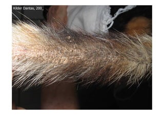 Kilder Dantas, 200_
 