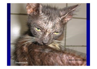 Disseminação
Kilder Dantas, 200_
 