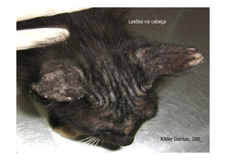 Lesões na cabeça
Kilder Dantas, 200_
 