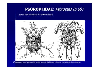 PSOROPTIDAE: Psoroptes (p 68)
patas com ventosas na extremidade
Psoroptes equi: esquerda, vista ventral da fêmea; direita, vista ventral do macho.
 