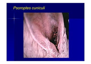 Psoroptes cuniculiPsoroptes cuniculi
 