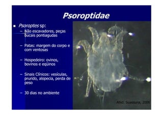 PsoroptidaePsoroptidae
PsoroptesPsoroptes sp:sp:
–– Não escavadores, peçasNão escavadores, peças
bucais pontiagudasbucais pontiagudas
–– Patas: margem do corpo ePatas: margem do corpo e
com ventosascom ventosas
–– Hospedeiro: ovinos,Hospedeiro: ovinos,–– Hospedeiro: ovinos,Hospedeiro: ovinos,
bovinos e eqüinosbovinos e eqüinos
–– Sinais Clínicos: vesículas,Sinais Clínicos: vesículas,
prurido, alopecia, perda deprurido, alopecia, perda de
pesopeso
–– 30 dias no ambiente30 dias no ambiente
Ahid: Suassuna, 2006
 