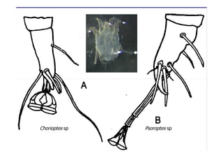Chorioptes sp Psoroptes sp
 