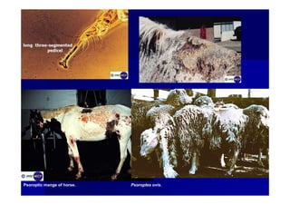 Psoroptic mange of horse. Psoroptes ovis.
 