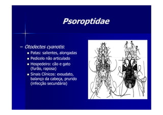 PsoroptidaePsoroptidae
–– Otodectes cyanotisOtodectes cyanotis::
Patas: salientes, alongadasPatas: salientes, alongadas
Pedicelo não articuladoPedicelo não articuladoPedicelo não articuladoPedicelo não articulado
Hospedeiro: cão e gatoHospedeiro: cão e gato
(furão, raposa)(furão, raposa)
Sinais Clínicos: exsudato,Sinais Clínicos: exsudato,
balanço da cabeça, pruridobalanço da cabeça, prurido
(infecção secundária)(infecção secundária)
 