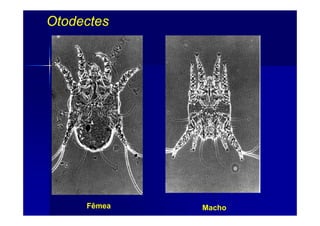OtodectesOtodectes
Fêmea Macho
 