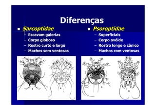 DiferençasDiferenças
SarcoptidaeSarcoptidae
–– Escavam galeriasEscavam galerias
–– Corpo globosoCorpo globoso
–– RostroRostro curto e largocurto e largo
–– Machos sem ventosasMachos sem ventosas
PsoroptidaePsoroptidae
–– SuperficiaisSuperficiais
–– Corpo ovóideCorpo ovóide
–– RostroRostro longo e cônicolongo e cônico
–– Machos com ventosasMachos com ventosas
 