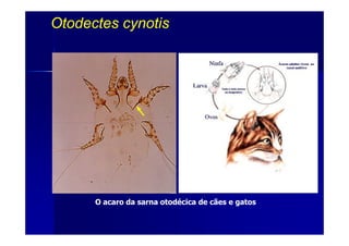 Otodectes cynotisOtodectes cynotis
O acaro da sarna otodécica de cães e gatos
 