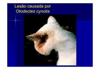 Lesão causada porLesão causada por
Otodectes cynotisOtodectes cynotis
 