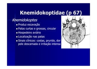 KnemidokoptidaeKnemidokoptidae (p 67)(p 67)
KnemidokoptesKnemidokoptes
Produz escavaçãoProduz escavação
Patas curtas e grossas, circularPatas curtas e grossas, circular
Hospedeiro aviárioHospedeiro aviário
Localização nas patasLocalização nas patas
Sinais clínicos: costas, prurido,Sinais clínicos: costas, prurido, dordor
pele descamadapele descamada e irritação intensae irritação intensa
 