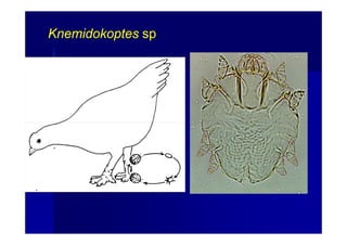 KnemidokoptesKnemidokoptes spsp
 