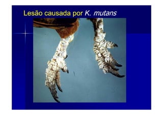 Lesão causada porLesão causada por K.K. mutans
 