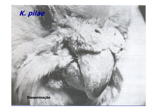 K. pilae
Disseminação
 