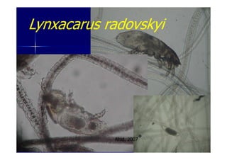 Lynxacarus radovskyi
Ahid, 2007
 