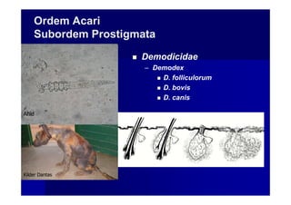 Ordem Acari
Subordem Prostigmata
Demodicidae
– Demodex
D. folliculorum
D. bovis
D. canis
Ahid
Kilder Dantas
 