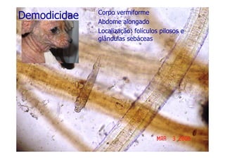 – Corpo vermiforme
– Abdome alongado
– Localização: folículos pilosos e
glândulas sebáceas
DemodicidaeDemodicidae
 