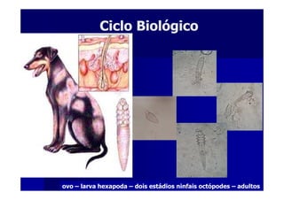 Ciclo BiológicoCiclo Biológico
ovo – larva hexapoda – dois estádios ninfais octópodes – adultos
 