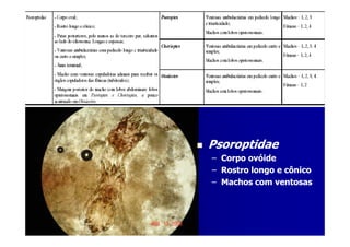 PsoroptidaePsoroptidae
–– Corpo ovóideCorpo ovóide
–– Rostro longo e cônicoRostro longo e cônico
–– Machos com ventosasMachos com ventosas
 