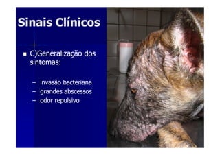 Sinais ClínicosSinais Clínicos
C)Generalização dosC)Generalização dos
sintomas:sintomas:
–– invasão bacterianainvasão bacteriana
–– grandes abscessosgrandes abscessos
–– odor repulsivoodor repulsivo
 