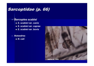 Sarcoptidae (p. 66)
– Sarcoptes scabiei
S. scabiei var. canis
S. scabiei var. caprae
S. scabiei var. bovis
– Notoedres
N. cati
Ahid et al., 2006
 